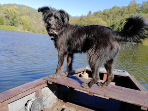A dog stands on a rowing boat on a river, in the horizon a forest emerges
