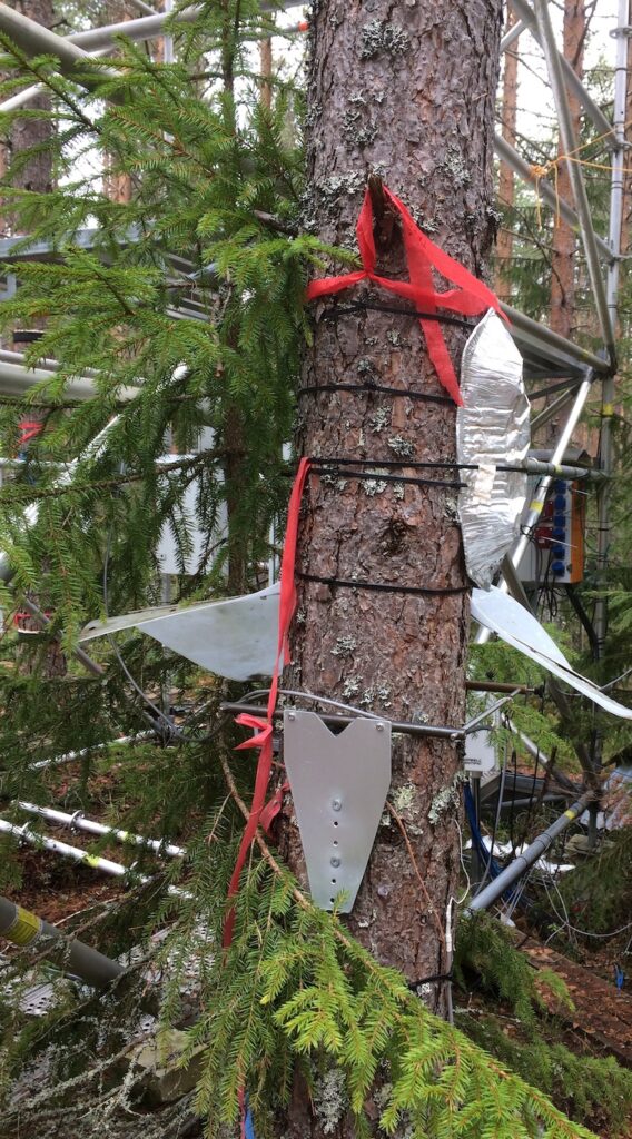 a scothc pine in a forest with sensors